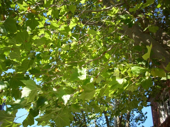 Platane in Wernigerode.jpg